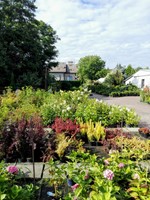 PRACA OD ZARAZ! Pielęgnacja roślin ozdobnych